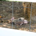 IMG_4463