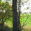 IMG_4554