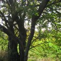 IMG_4555