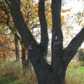 IMG_4557