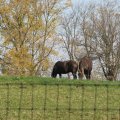 IMG_4559