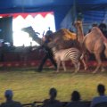 IMG_5467