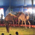 IMG_5469