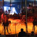 IMG_8070