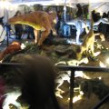IMG_8408