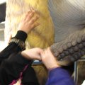 IMG_8452