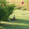 a dozen less Baby