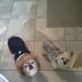Gizmo in his thunder shirt and Missy