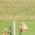 bluebird couple at feeding station