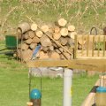 bluebird on feeder station