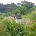 bluebird on house