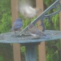 bluebirds eating mealworm