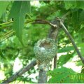 hummingbird on nest 2