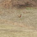 pheasant