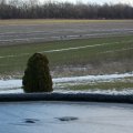 sandhill cranes 2 Jan 2012