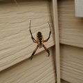 Spider 3