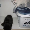 IMG_1243