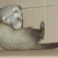 ferret