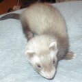 ferret1
