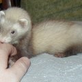 ferret2