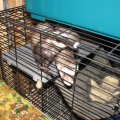 frisky & gusguss(25)