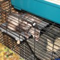 frisky & gusguss(27)