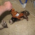 frisky & gusguss(52)
