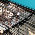frisky & gusguss (26)