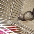 frisky & gusguss (51)
