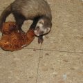 gusguss(49)
