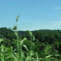 IMG_7915