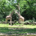 IMG_0861