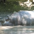 IMG_0863