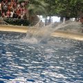 IMG_0907