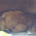 DSC00533