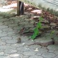DSC00542