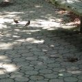 DSC00544