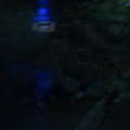 DSC00594