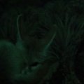 DSC00598