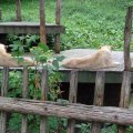 DSC00620