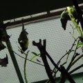 DSC00623
