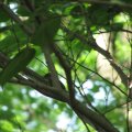 IMG_7778