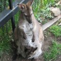 IMG_0776
