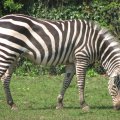 IMG_1072